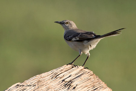 Northern Mockingbird