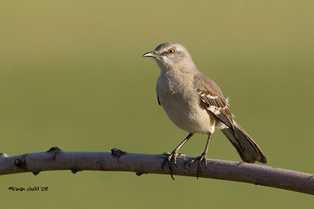 Northern Mockingbird