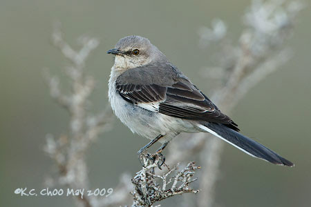 Northern Mockingbird
