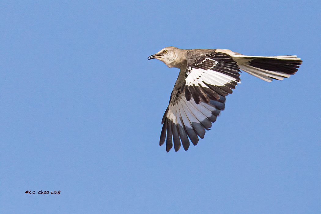 Northern Mockingbird
