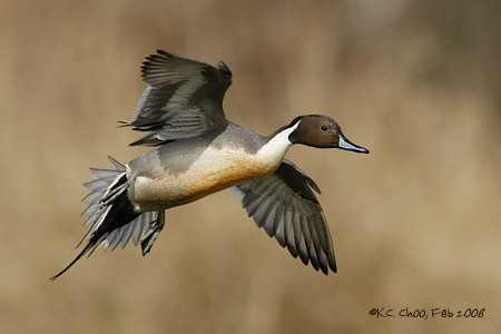 Northern Pintail