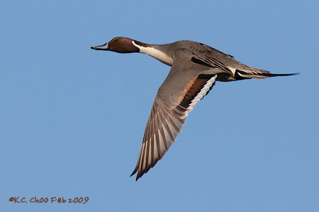 Northern Pintail