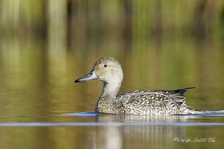 Northern Pintail
