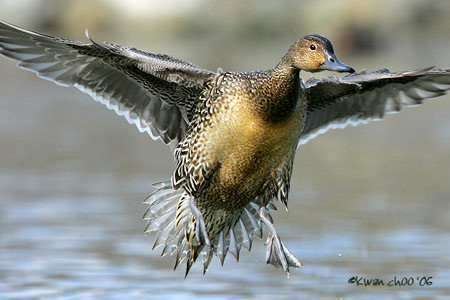 Northern Pintail