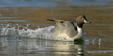 Northern Pintail