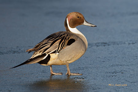 Northern Pintail
