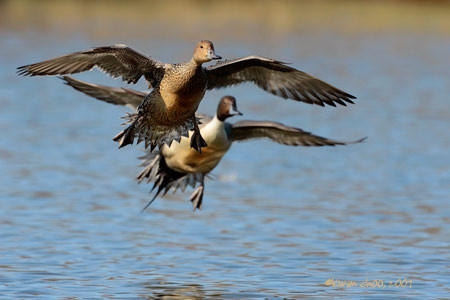 Northern Pintail