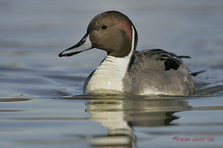 Northern Pintail