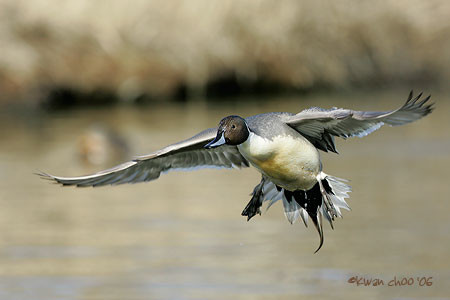 Northern Pintail