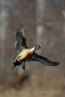 Northern Pintail
