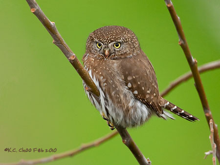 Northern Pygmy Owl