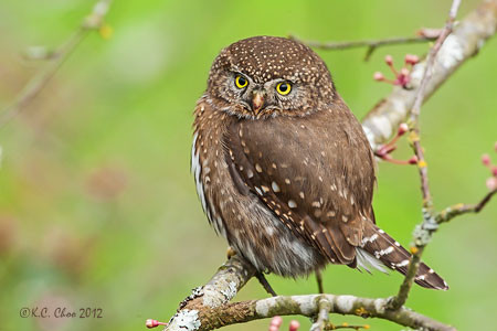 Northern Pygmy Owl