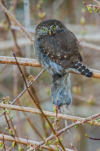Northern Pygmy Owl