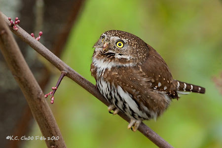 Northern Pygmy Owl