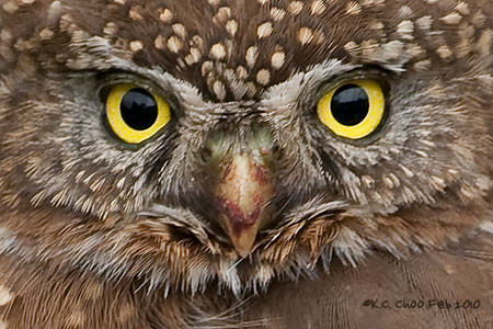 Northern Pygmy Owl