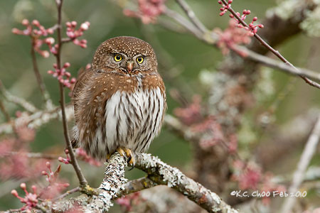 Northern Pygmy Owl