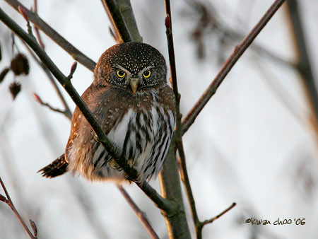 Northern Pygmy Owl