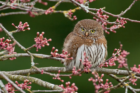 Northern Pygmy Owl