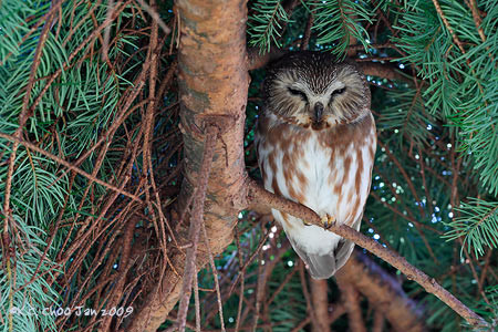 Northern Saw-whet Owl
