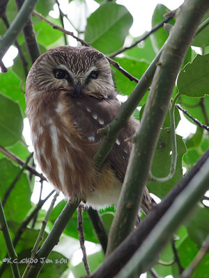 Northern Saw-whet Owl