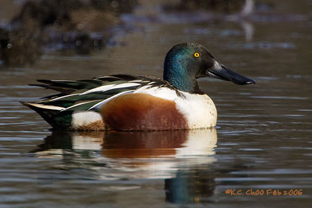 Northern Shoveler