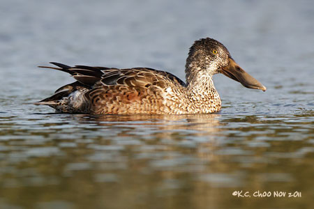 Northern Shoveler
