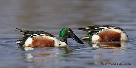 Northern Shoveler