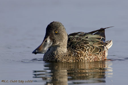 Northern Shoveler