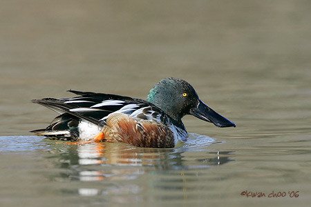 Northern Shoveler
