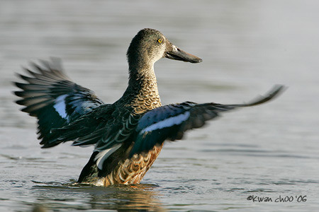 Northern Shoveler