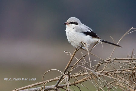 Northern Shrike