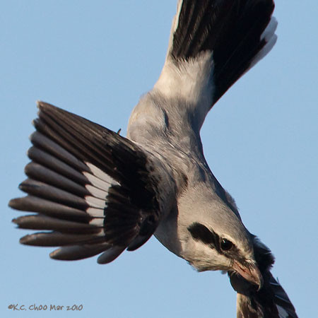 Northern Shrike