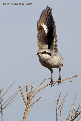 Northern Shrike