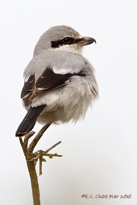 Northern Shrike