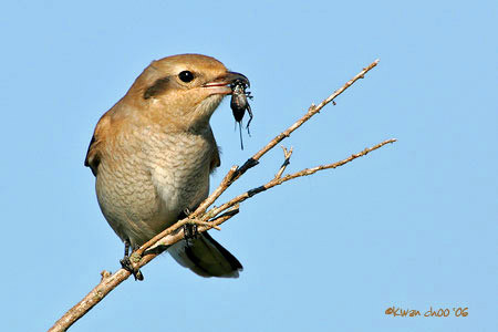 Northern Shrike