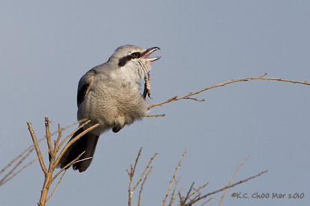 Northern Shrike