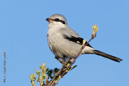 Northern Shrike