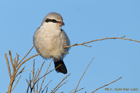 Northern Shrike
