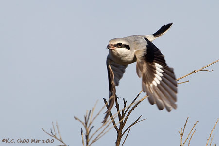 Northern Shrike