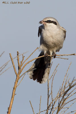 Northern Shrike