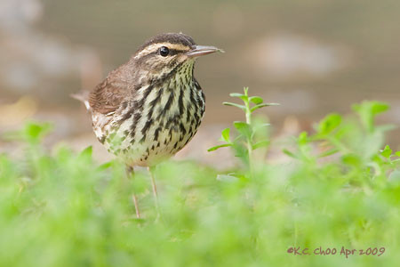 Northern Waterthrush
