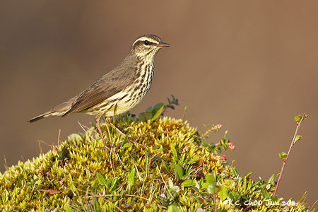 Northern Waterthrush