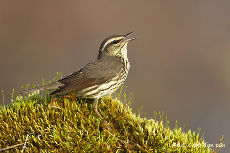 Northern Waterthrush