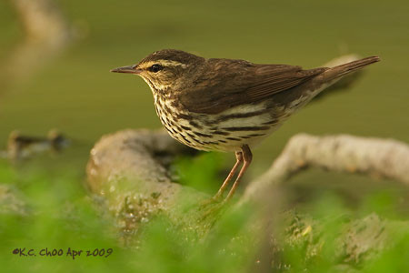 Northern Waterthrush