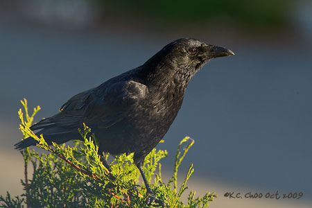 Northwestern Crow