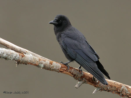 Northwestern Crow