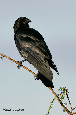 Northwestern Crow