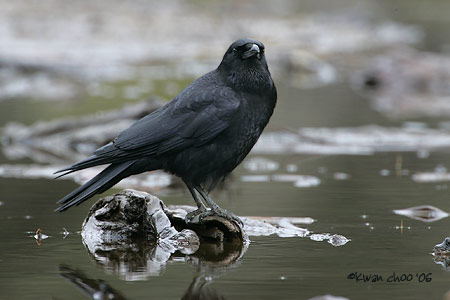 Northwestern Crow