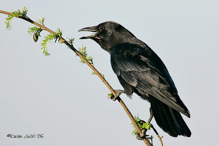 Northwestern Crow