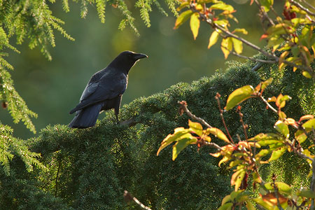 Northwestern Crow